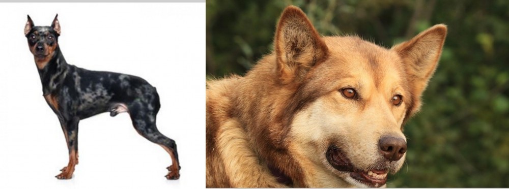 Seppala Siberian Sleddog vs Harlequin Pinscher - Breed Comparison