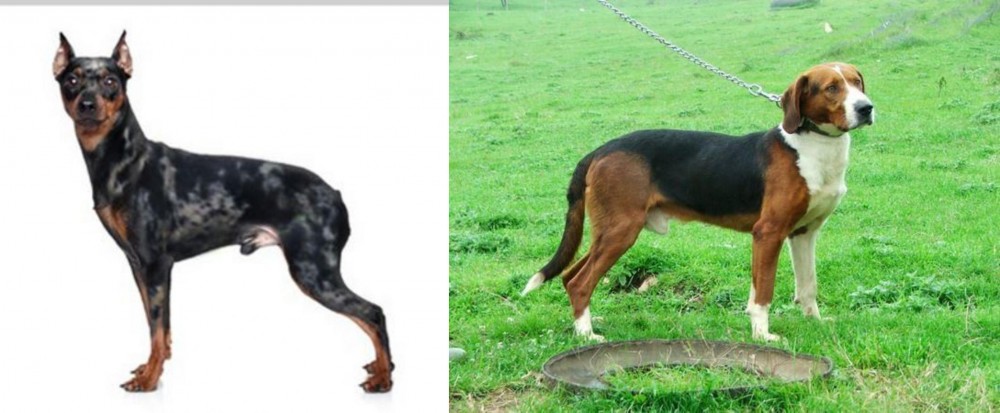 Serbian Tricolour Hound vs Harlequin Pinscher - Breed Comparison