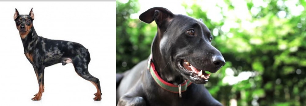 Shepard Labrador vs Harlequin Pinscher - Breed Comparison