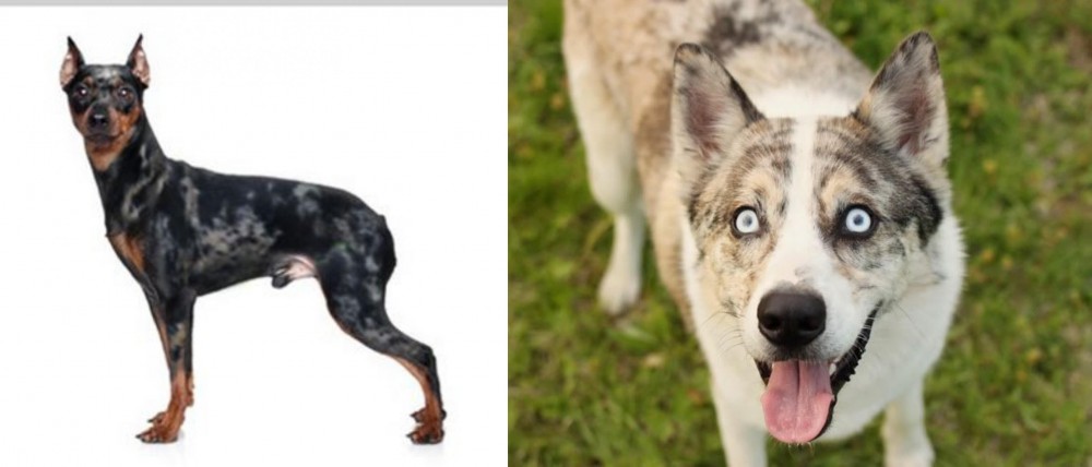 Shepherd Husky vs Harlequin Pinscher - Breed Comparison