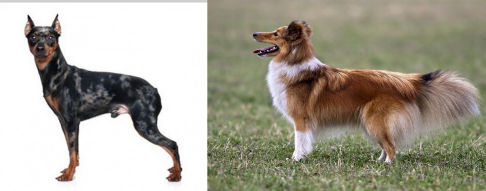 Shetland Sheepdog vs Harlequin Pinscher - Breed Comparison
