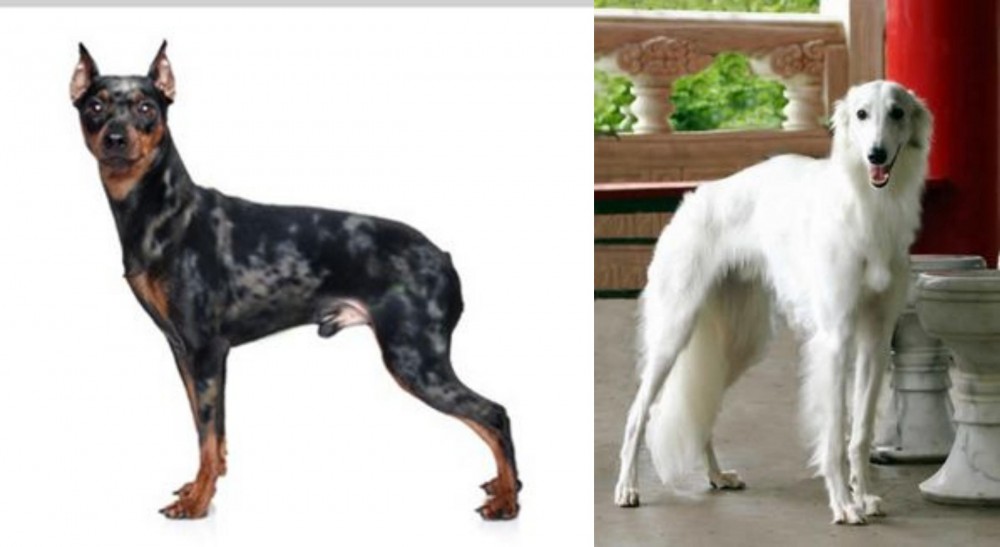 Silken Windhound vs Harlequin Pinscher - Breed Comparison