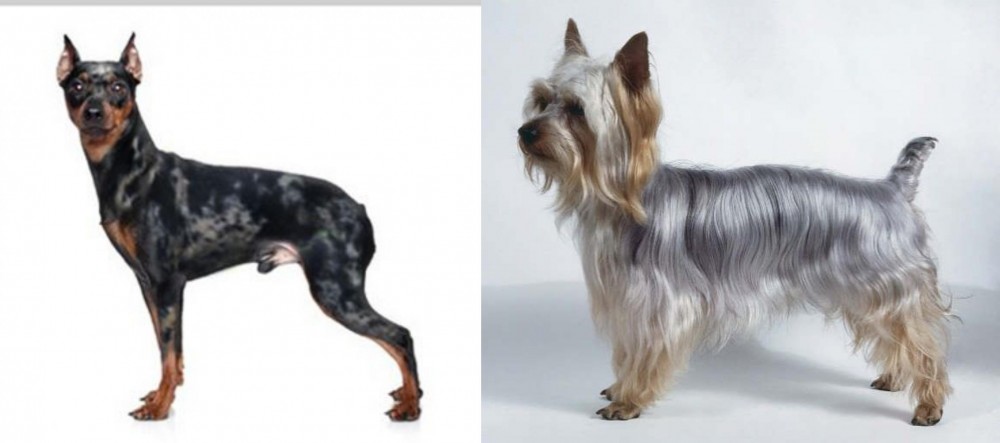 Silky Terrier vs Harlequin Pinscher - Breed Comparison