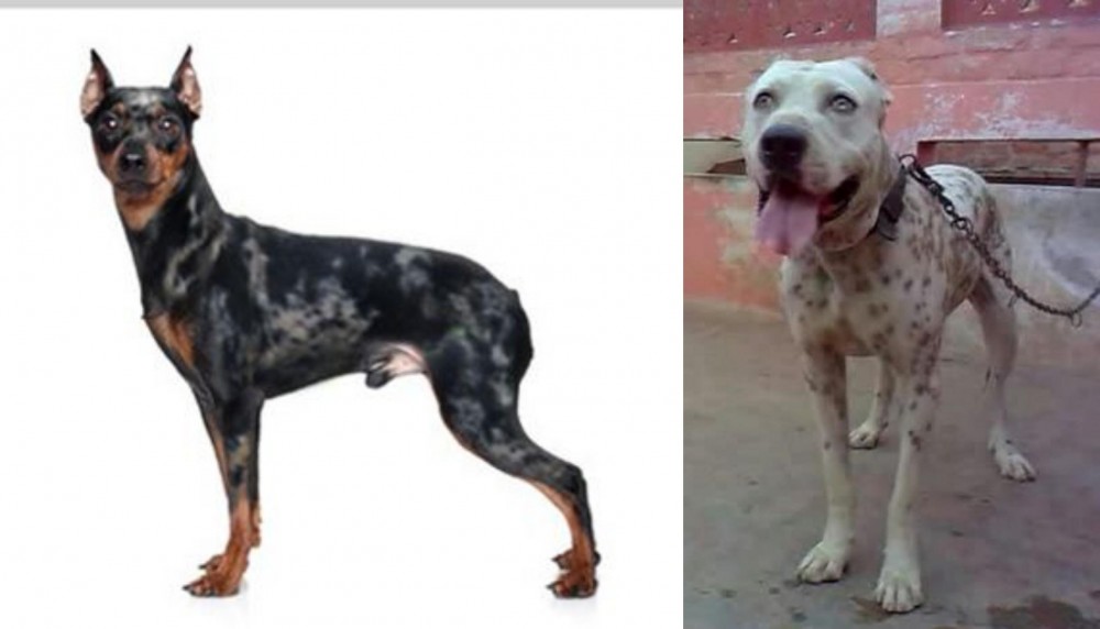 Sindh Mastiff vs Harlequin Pinscher - Breed Comparison