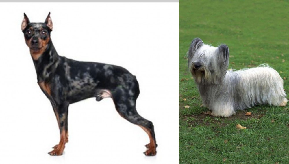Skye Terrier vs Harlequin Pinscher - Breed Comparison