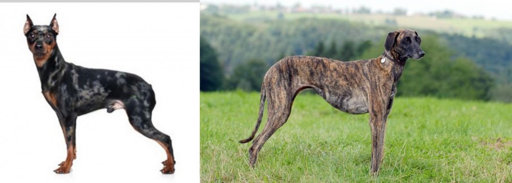 Sloughi vs Harlequin Pinscher - Breed Comparison