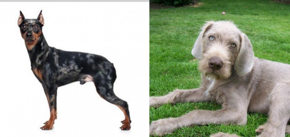 Slovakian Rough Haired Pointer vs Harlequin Pinscher - Breed Comparison