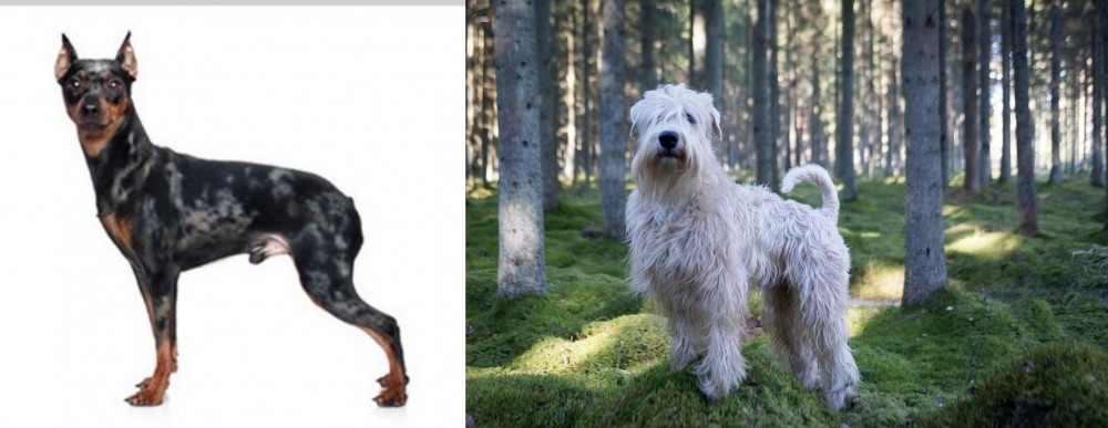 Soft-Coated Wheaten Terrier vs Harlequin Pinscher - Breed Comparison
