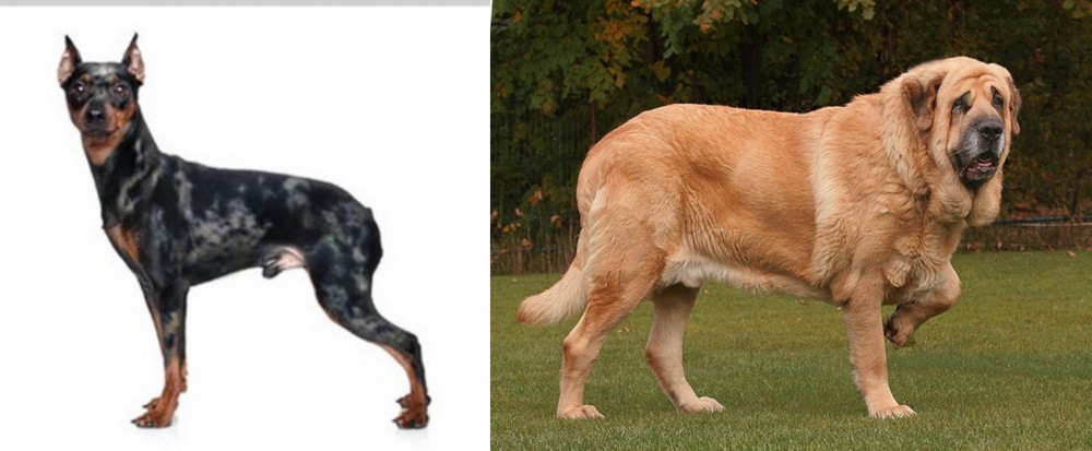 Spanish Mastiff vs Harlequin Pinscher - Breed Comparison