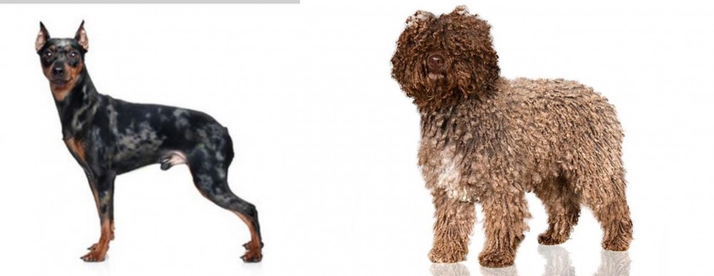 Spanish Water Dog vs Harlequin Pinscher - Breed Comparison