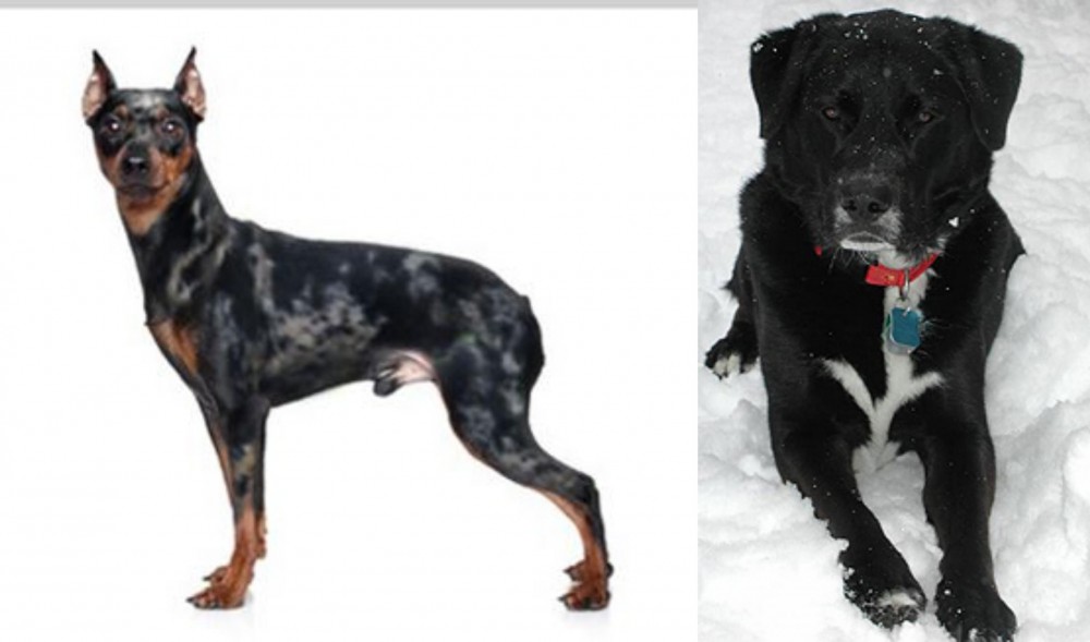 St. John's Water Dog vs Harlequin Pinscher - Breed Comparison