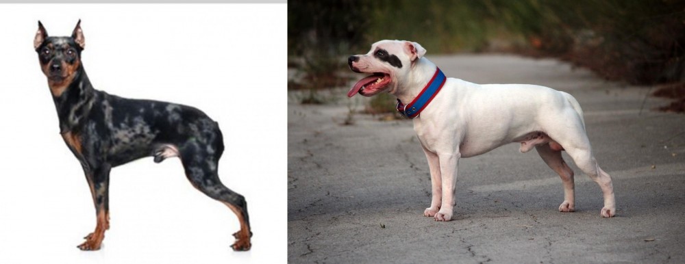 Staffordshire Bull Terrier vs Harlequin Pinscher - Breed Comparison