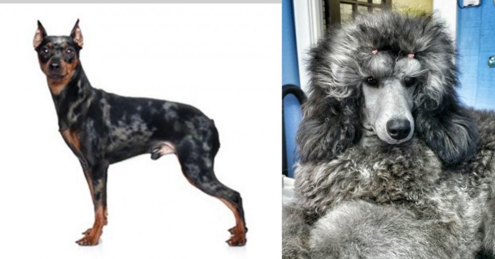 Standard Poodle vs Harlequin Pinscher - Breed Comparison