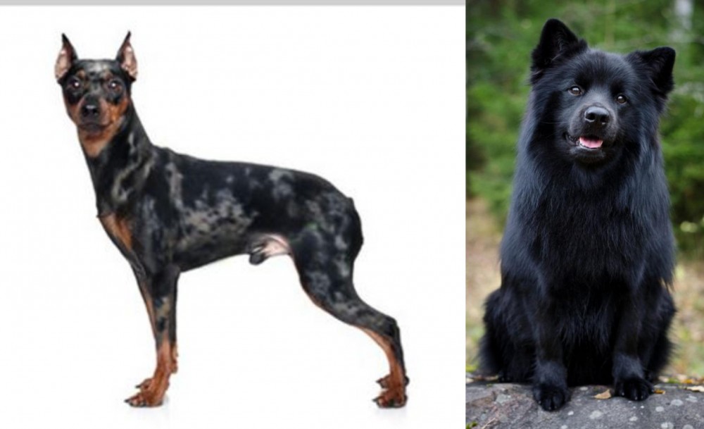 Swedish Lapphund vs Harlequin Pinscher - Breed Comparison