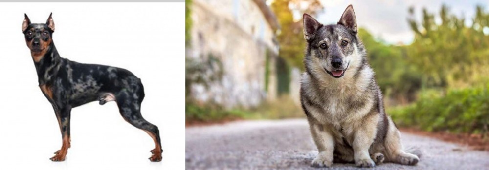 Swedish Vallhund vs Harlequin Pinscher - Breed Comparison