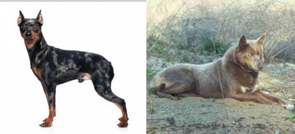 Tahltan Bear Dog vs Harlequin Pinscher - Breed Comparison