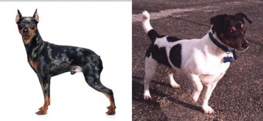 Teddy Roosevelt Terrier vs Harlequin Pinscher - Breed Comparison