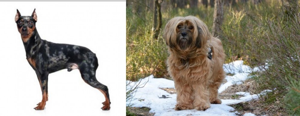 Tibetan Terrier vs Harlequin Pinscher - Breed Comparison