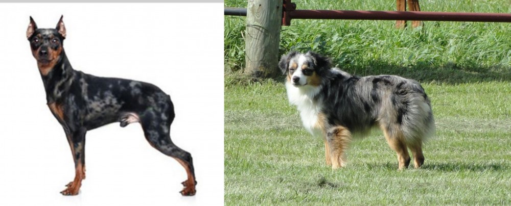 Toy Australian Shepherd vs Harlequin Pinscher - Breed Comparison