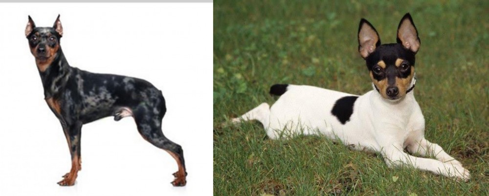 Toy Fox Terrier vs Harlequin Pinscher - Breed Comparison