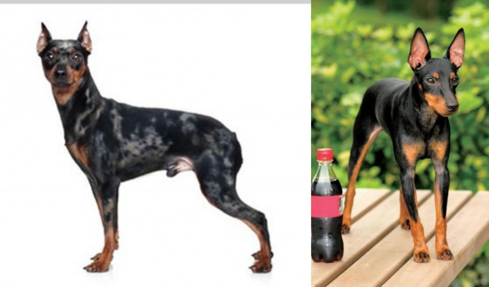 Toy Manchester Terrier vs Harlequin Pinscher - Breed Comparison