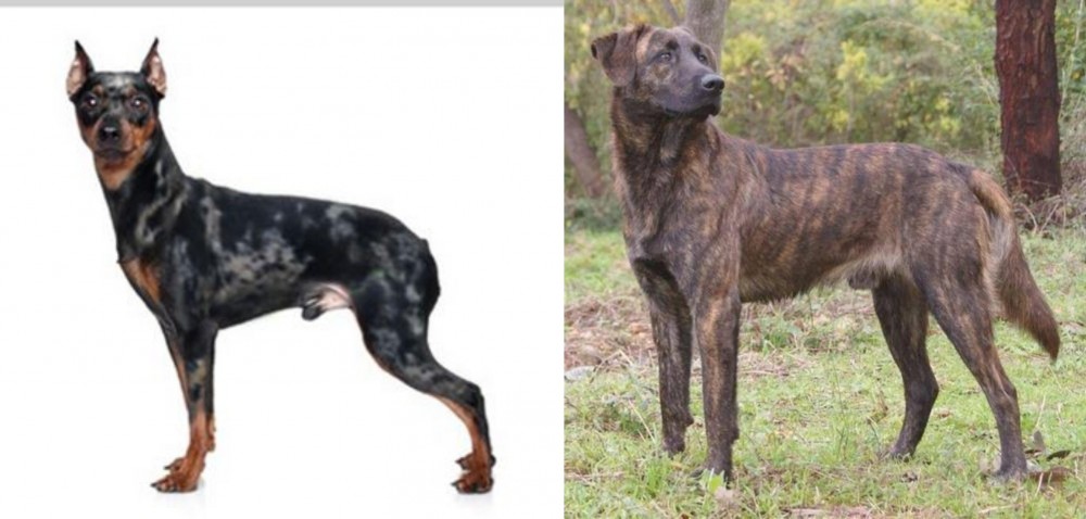 Treeing Tennessee Brindle vs Harlequin Pinscher - Breed Comparison