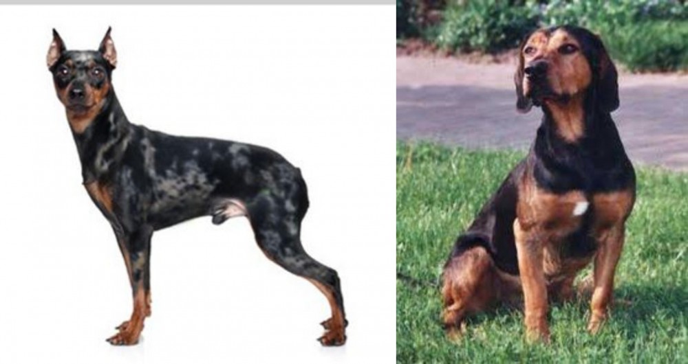 Tyrolean Hound vs Harlequin Pinscher - Breed Comparison