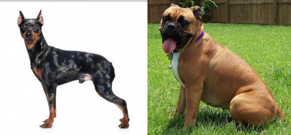 Valley Bulldog vs Harlequin Pinscher - Breed Comparison