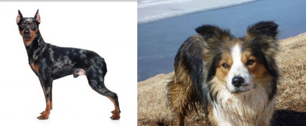 Welsh Sheepdog vs Harlequin Pinscher - Breed Comparison