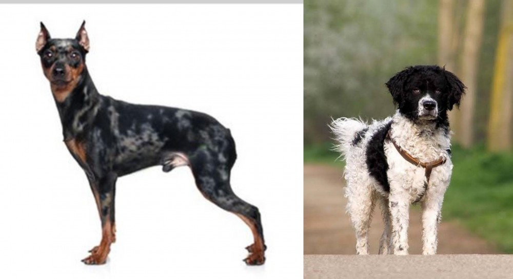 Wetterhoun vs Harlequin Pinscher - Breed Comparison