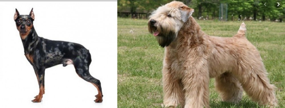 Wheaten Terrier vs Harlequin Pinscher - Breed Comparison