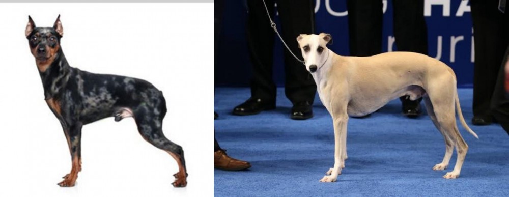 Whippet vs Harlequin Pinscher - Breed Comparison