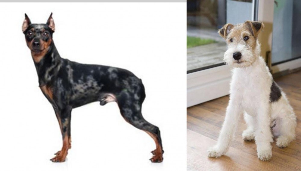 Wire Fox Terrier vs Harlequin Pinscher - Breed Comparison