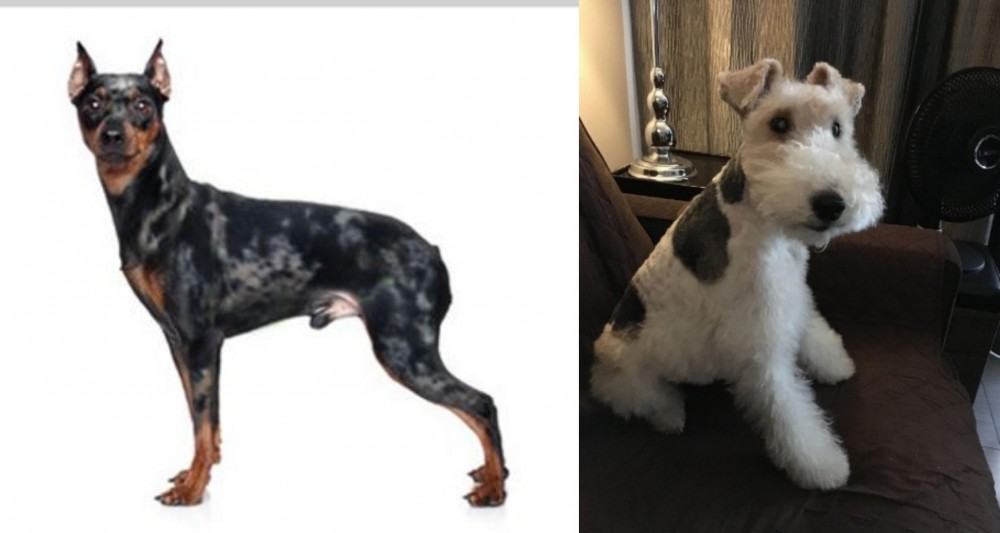 Wire Haired Fox Terrier vs Harlequin Pinscher - Breed Comparison