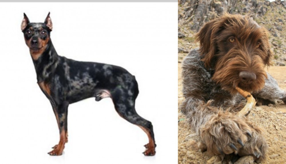 Wirehaired Pointing Griffon vs Harlequin Pinscher - Breed Comparison