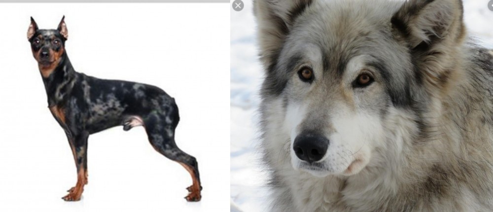 Wolfdog vs Harlequin Pinscher - Breed Comparison
