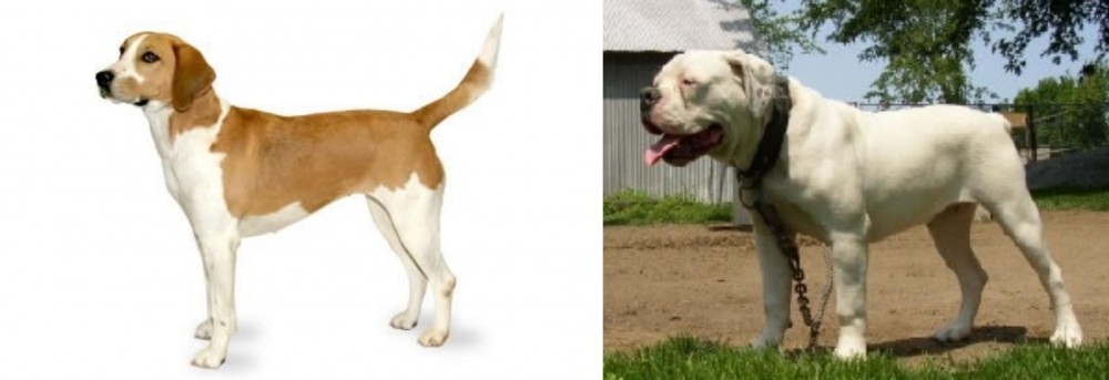 Hermes Bulldogge vs Harrier - Breed Comparison