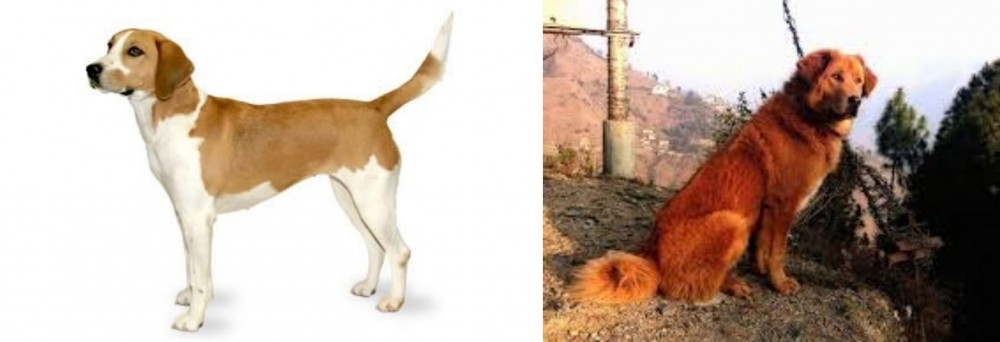 Himalayan Sheepdog vs Harrier - Breed Comparison