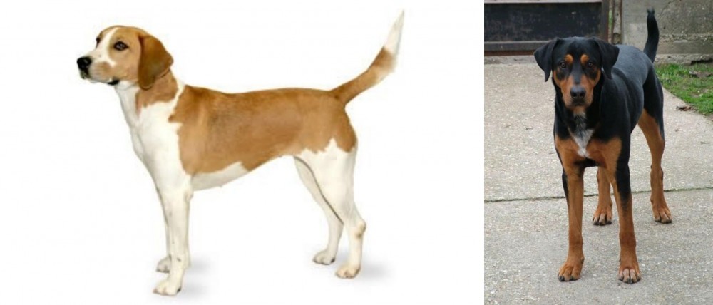 Hungarian Hound vs Harrier - Breed Comparison