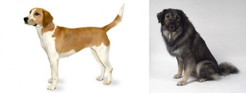 Istrian Sheepdog vs Harrier - Breed Comparison