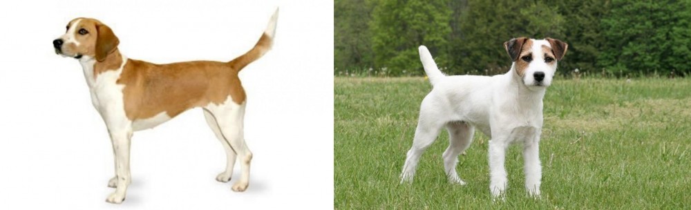 Jack Russell Terrier vs Harrier - Breed Comparison