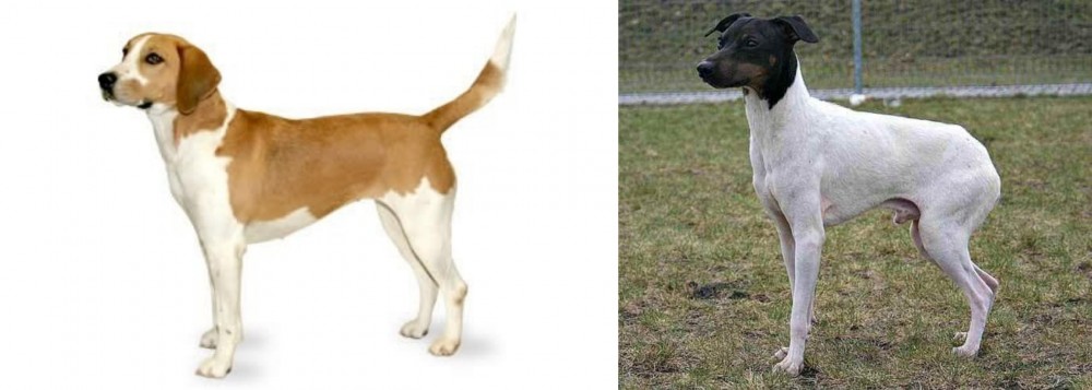 Japanese Terrier vs Harrier - Breed Comparison