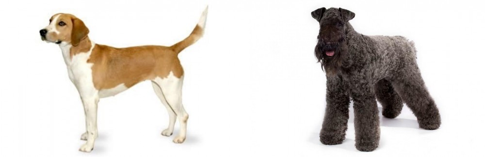 Kerry Blue Terrier vs Harrier - Breed Comparison