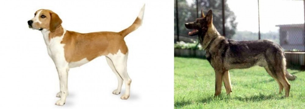 Kunming Dog vs Harrier - Breed Comparison