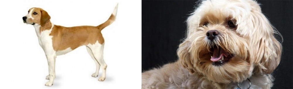 Lhasapoo vs Harrier - Breed Comparison