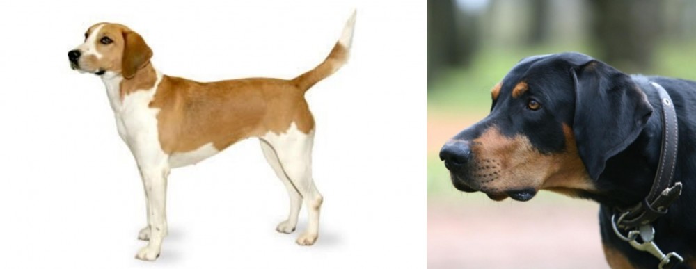 Lithuanian Hound vs Harrier - Breed Comparison