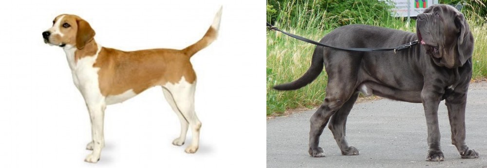 Neapolitan Mastiff vs Harrier - Breed Comparison