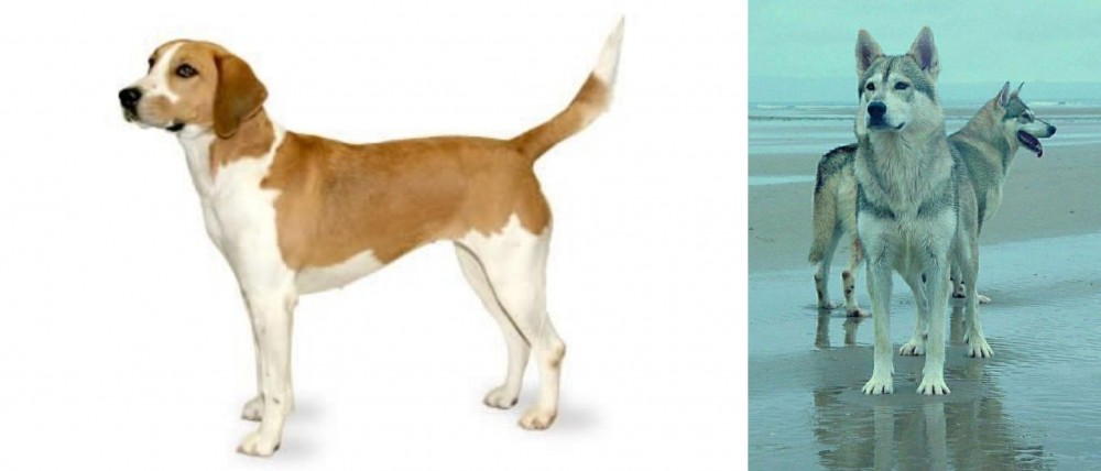 Northern Inuit Dog vs Harrier - Breed Comparison