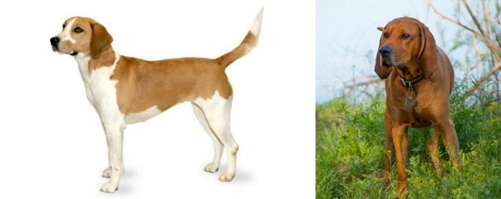 Redbone Coonhound vs Harrier - Breed Comparison