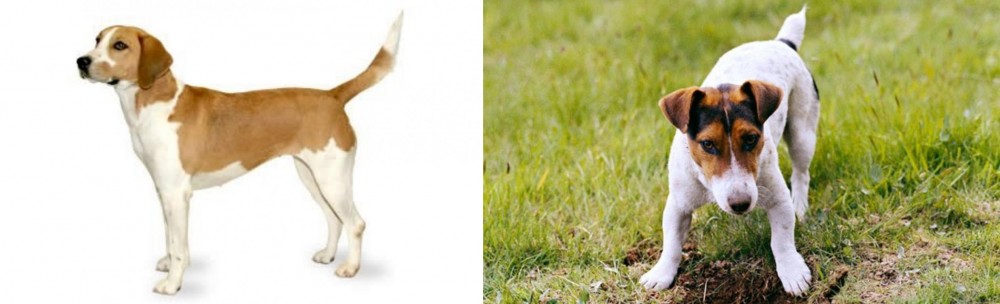 Russell Terrier vs Harrier - Breed Comparison